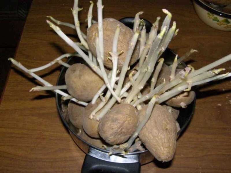 11. Patates fidelerinin dikimi öncesinde filizler nasıl kullanılır?