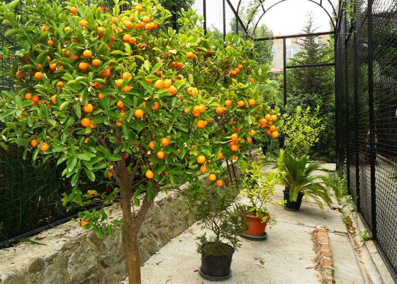Portakal Ağacı Hastalıkları ve Zararlıları ile Mücadele Yöntemleri