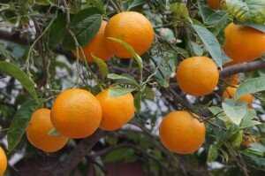 Portakal Ağacının Bakımı: Sulama, Gübreleme ve Budama