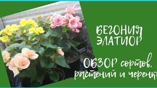 Begonia Elatior Yetiştirme İpuçları