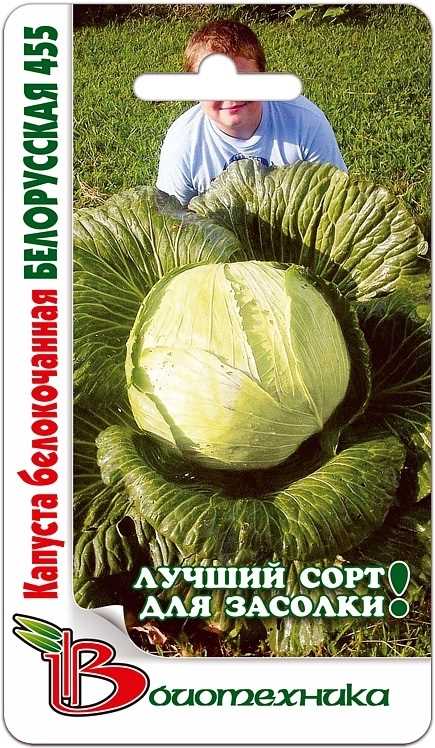 Belarus Lahanası: Bahçıvanlar Arasında Popüler