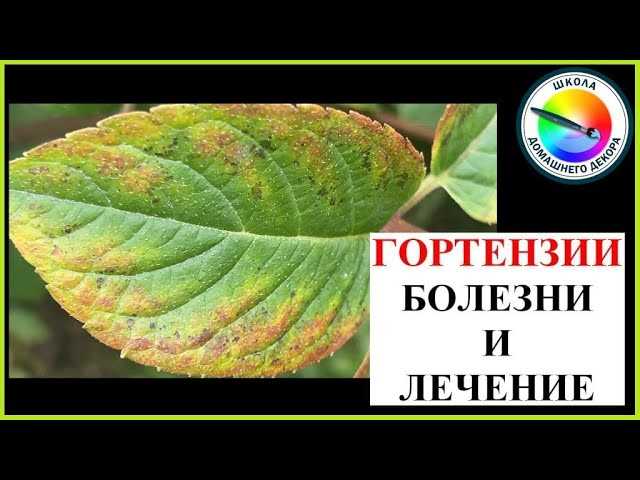 Hortensia Makarasının Hastalıkları: Tanımı