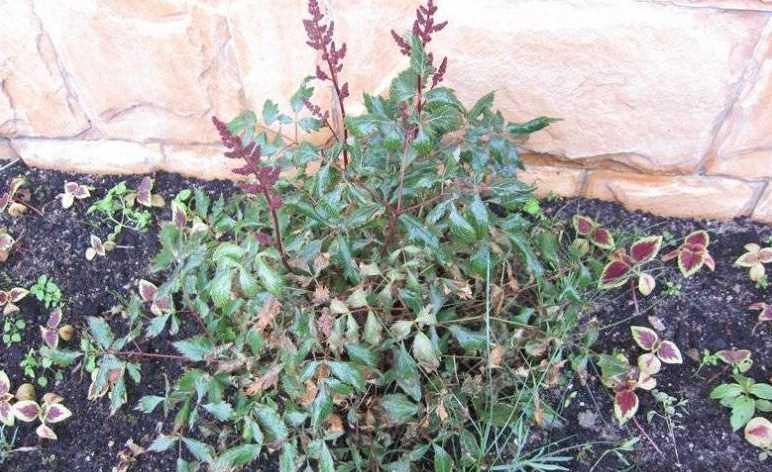 Astillbe yaprak sararması ve kuruması için çözümler