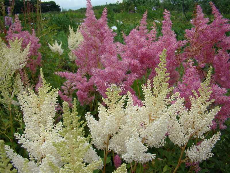 Astilbe yapraklarının sararması için çözümler