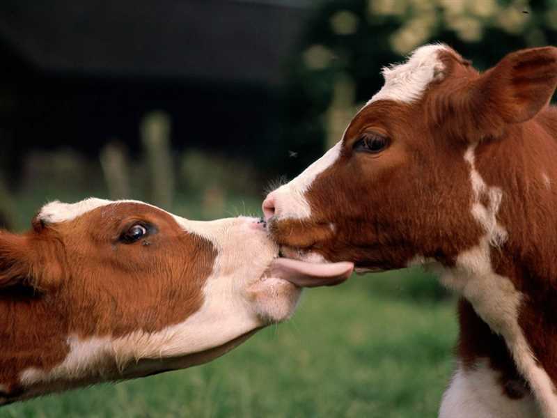 Sığır ve büyük baş hayvanların hastalıkları — Belirtileri, tedavisi (ne yapmalı)