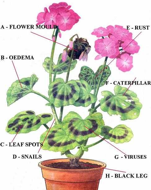Pelargonium Bitkilerinin Zararlıları ve Mücadele Yöntemleri
