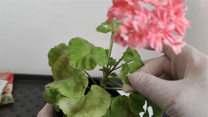 Pelargonium Yapraklarını Etkileyen Bakteriyel Hastalıklar