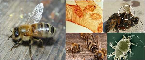 11. Arı hastalıklarının tedavisinde kullanılan doğal yöntemler
