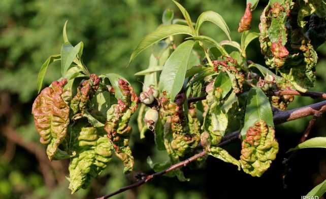 Şeftali Hastalıkları: Klyasterosporiosis Önleme İpuçları