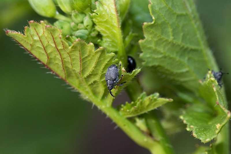 11. Doğal Düşmanlar: Çilek Bahçelerinde Böcek Kontrolünde Biyolojik Mücadele