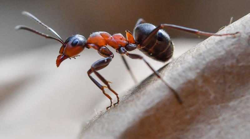 Karıncaların Bahçede Neden Sorun Yarattığı