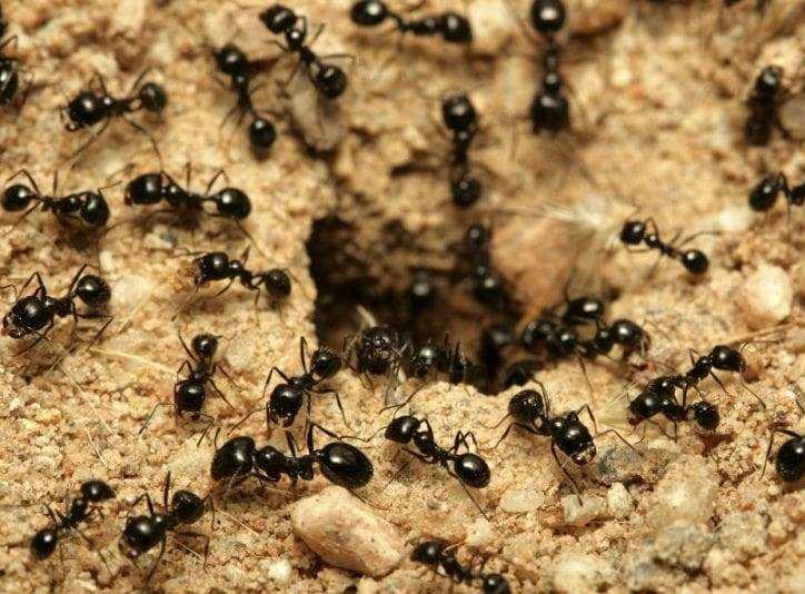 Bahçede Karıncalarla Mücadele İçin İpuçları