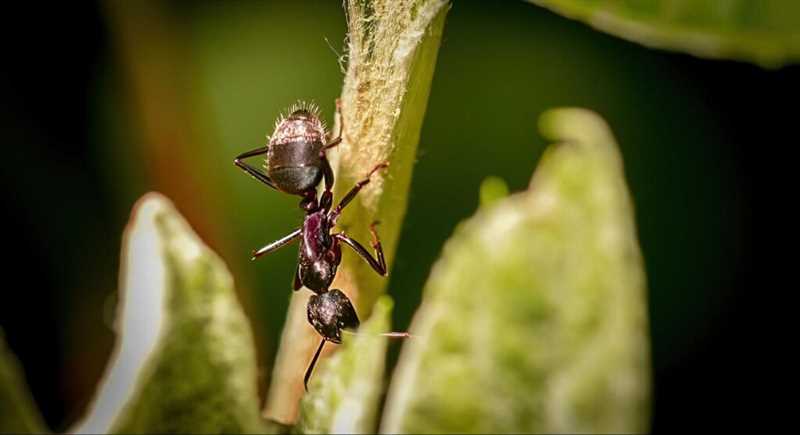 11. Arı kovanındaki karıncaların doğal düşmanları: yardımcı böcekler ve bitkilerin kullanımı