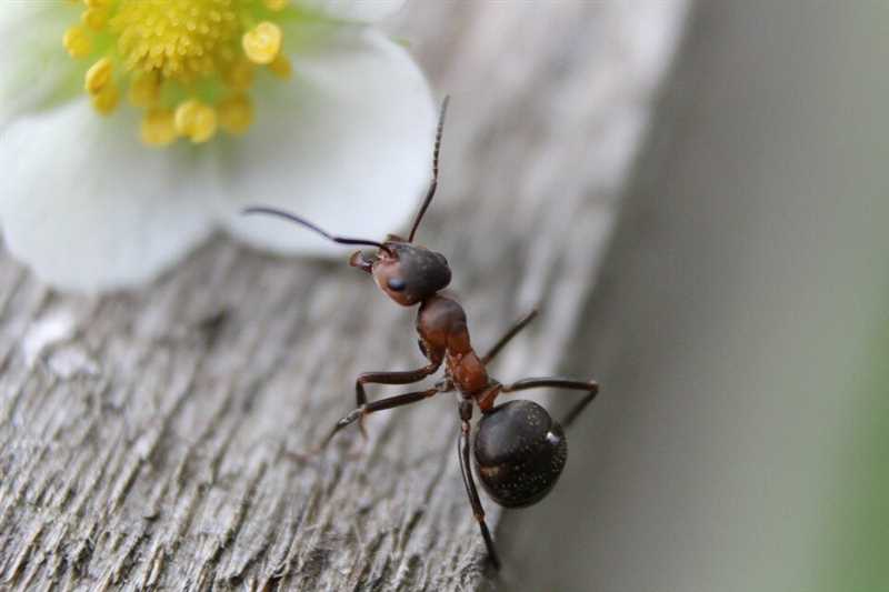 Peteklerdeki karıncalar: tehlike ve kontrol yöntemleri