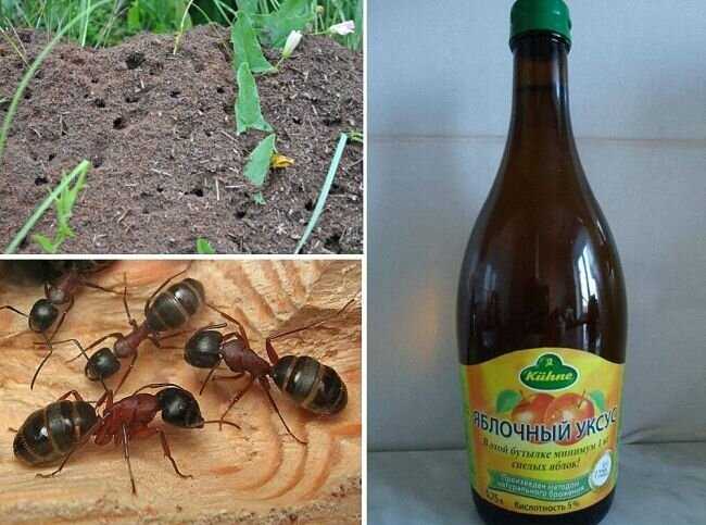 Karıncalarla Birlikte Yaşama