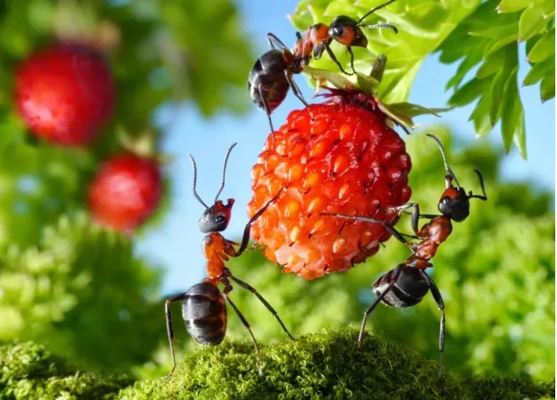 11. Karıncalarda buz spreyi alerjisi: Belirtileri ve önlemler
