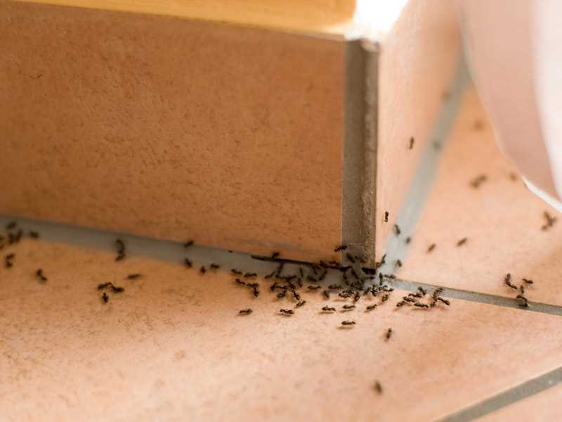 Evdeki karıncalardan nasıl kurtulunur?