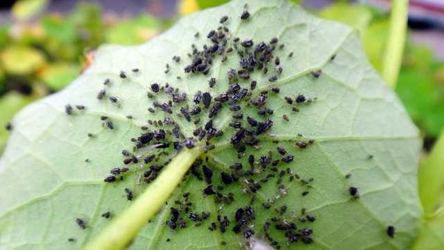 11. Sersemce ve karıncaların doğal ve ev yapımı çözümleri