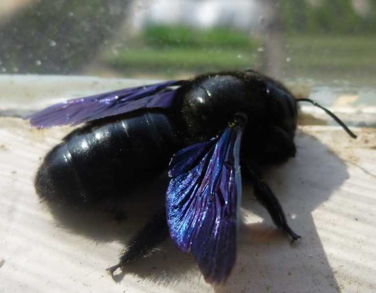 Siyah bal arısının özellikleri: Mavi kanatlı marangoz arısı, Mor bal arısı sokması.