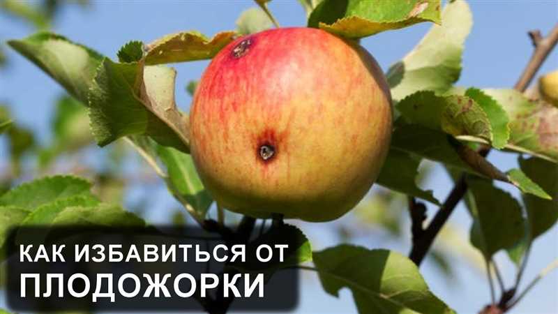 Kurtlu elmaları önlemek için elma ağacını düzenli olarak kontrol etmek ve bakım yapmak