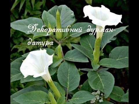 Datura bitkisi hastalıkları ve zararlıları