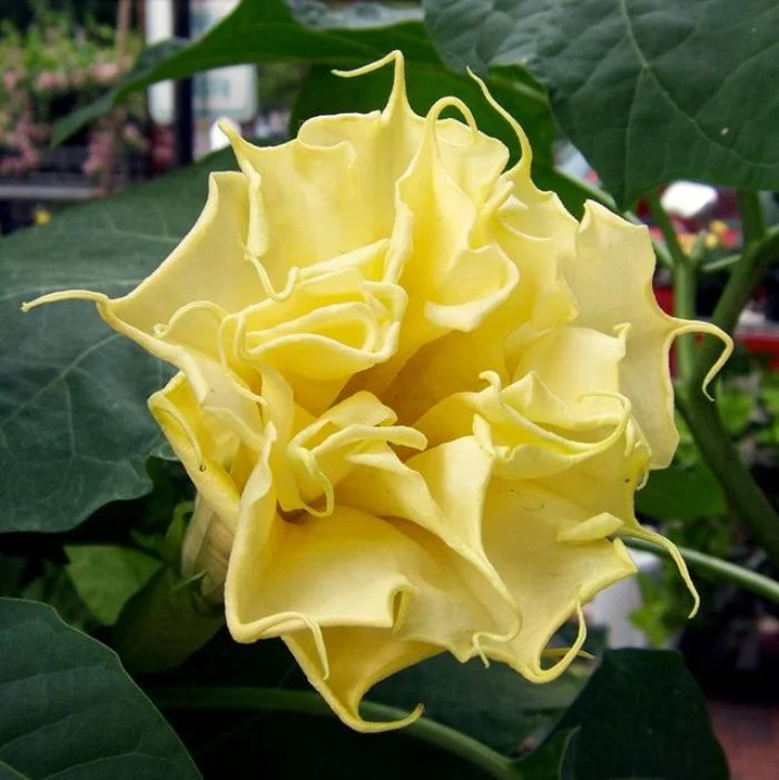 Datura çiçek nasıl bakılır?