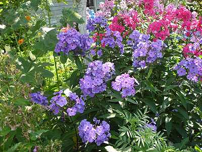 Flox çiçeği Bahar Mavisi Paradise: yetiştirme yöntemleri