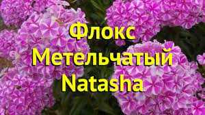 Flox metelchatoy Natasha Güzellikleri ve Özellikleri