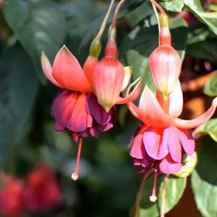 Fuchsia Bitkisi Özellikleri