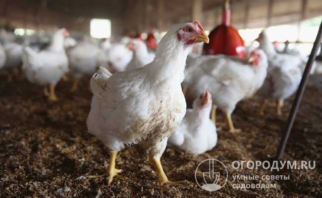 Piliç ve broiler kuşlar için Gammatonik kullanımı ve dozajı hakkında sık sorulan sorular