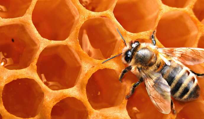 Arıların hafızası mit mi yoksa gerçek mi?