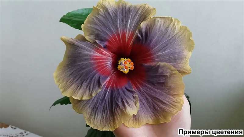 Kupros çiçeği: uygun bakım yöntemleri