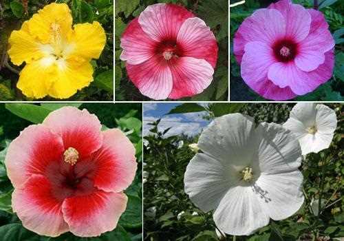 Hibiskus çiçeği nasıl dikilir?