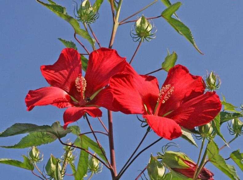 Hibiskus bitkisi: özellikleri ve kullanım alanları