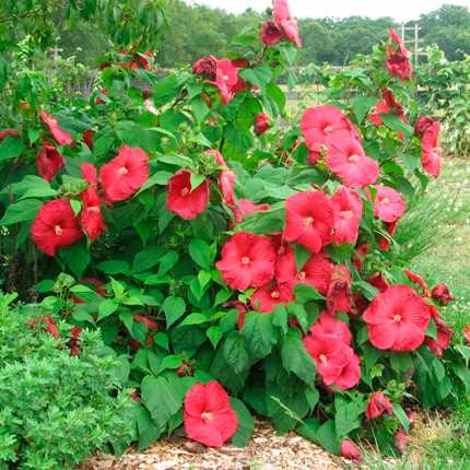 Hibiskus Bitkisi Özellikleri