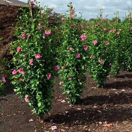 Hibiskus Bitkisi Ekimi Adımları