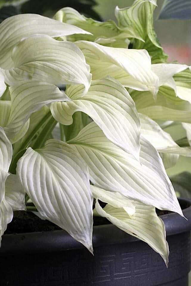 White Feather Hosta Nasıl Dikilir?