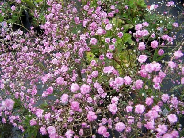 Gypsophila paniculata yetiştirilirken dikkat edilmesi gereken noktalar