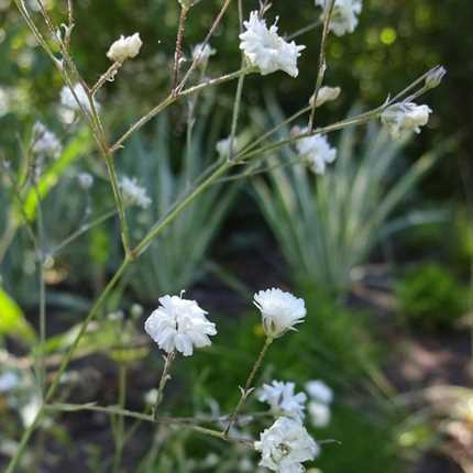 Gypsophila paniculata'nın hasat zamanı