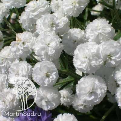 Gypsophila paniculata Türleri ve Çeşitlerin Özellikleri