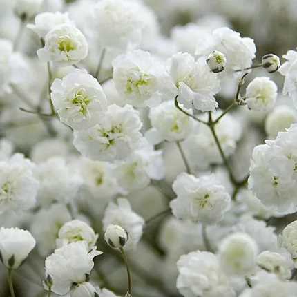 Gypsophila Bitkisinin Önemi ve Kullanım Alanları