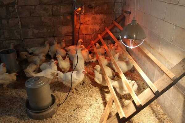 11. Tavukların Suluk ve Kuluçkalıkta Rahat Etmesi İçin Öneriler