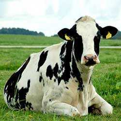 Holştayn sığırlarının özellikleri ve yetiştirme alanları