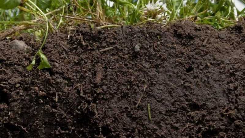 Gaz ahırının yetiştirme toprağı nedir?