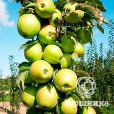  Tüplü elma ağacı dikimi için en iyi elma çeşitleri 