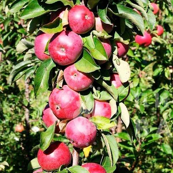 Tüplü Elma Ağacı Yetiştiriciliğinde Dikkat Edilmesi Gerekenler