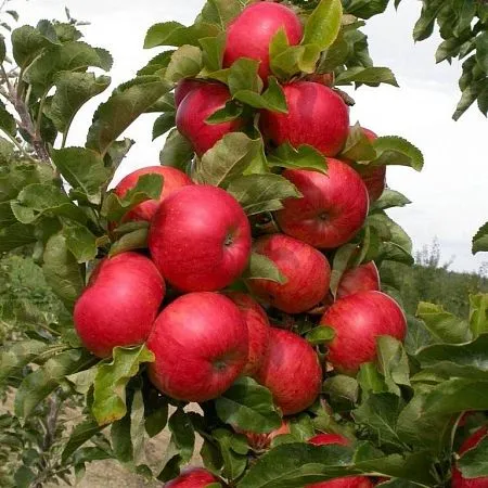 11. Sütun elma ağacının avantajları ve dezavantajları