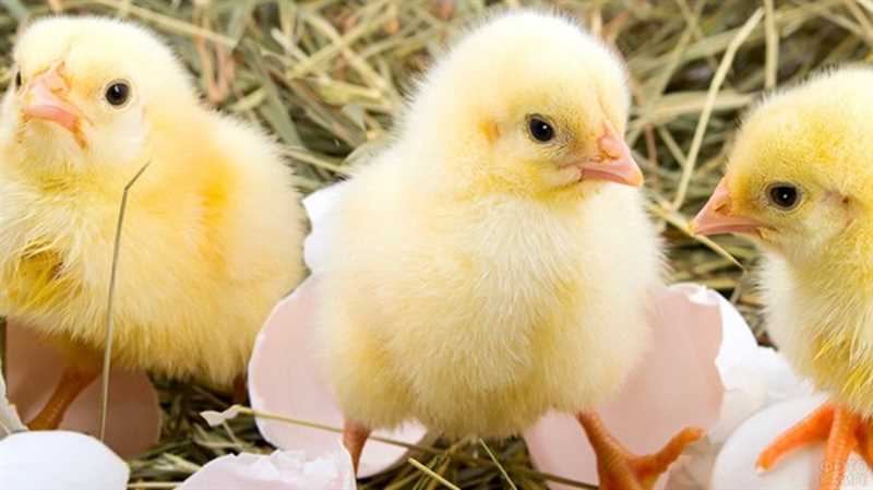 Tavuklarınız için Dengelemeli Bir Beslenme: Solnyshko ile