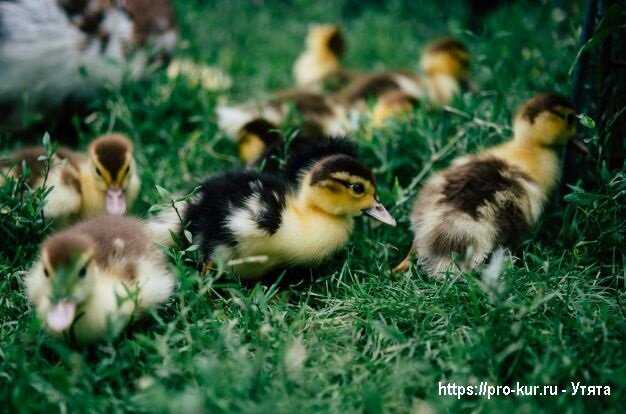 11. Ördek yavrularının bakımı ve büyütülmesinde dikkat edilmesi gerekenler
