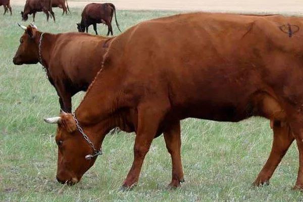 Kırmızı Bozkır Sığırları Bakımı